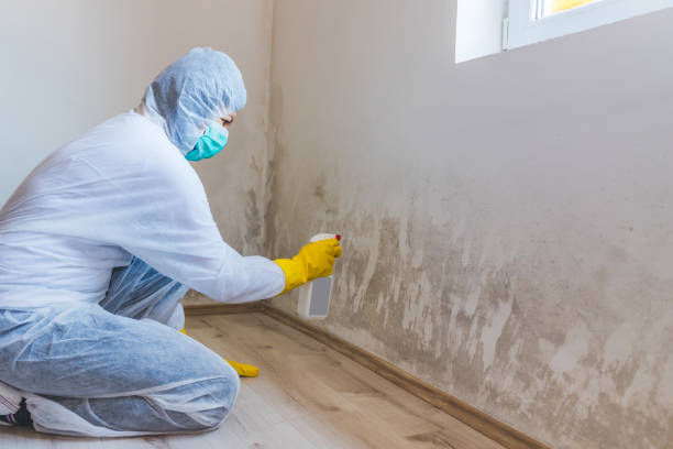 Licensed Basement Mold Removal service in Mount Freedom, NJ - WQB Mold Removal