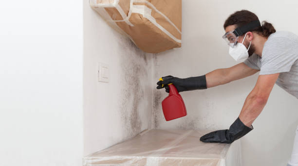 Professional Basement Mold Removal technician working in Mount Freedom, NJ