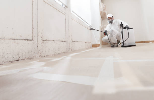 24/7 Emergency Basement Mold Removal experts in Mount Freedom, NJ