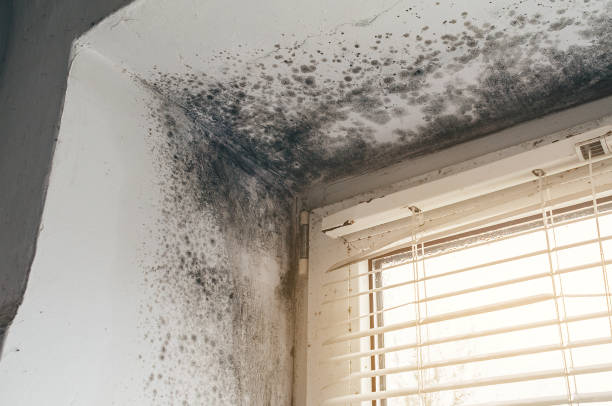 Affordable Basement Mold Removal solutions in Mount Freedom, NJ