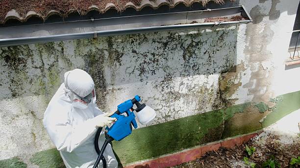 Top rated local Basement Mold Removal specialists in Mount Freedom, NJ